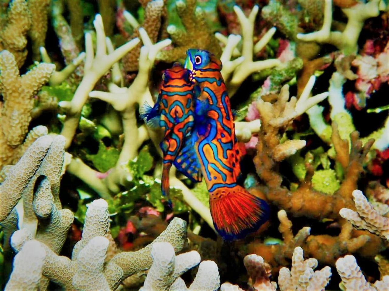 Apo Diver Beach Resort San Juan  Luaran gambar